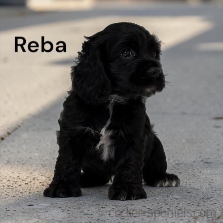 puppy, for, sale, Cocker Spaniel, Joe & Cherri  Overlease, dog, breeder, Miller, MO, dog-breeder, puppy-for-sale, forsale, nearby, find, puppyfind, locator, puppylocator, aca